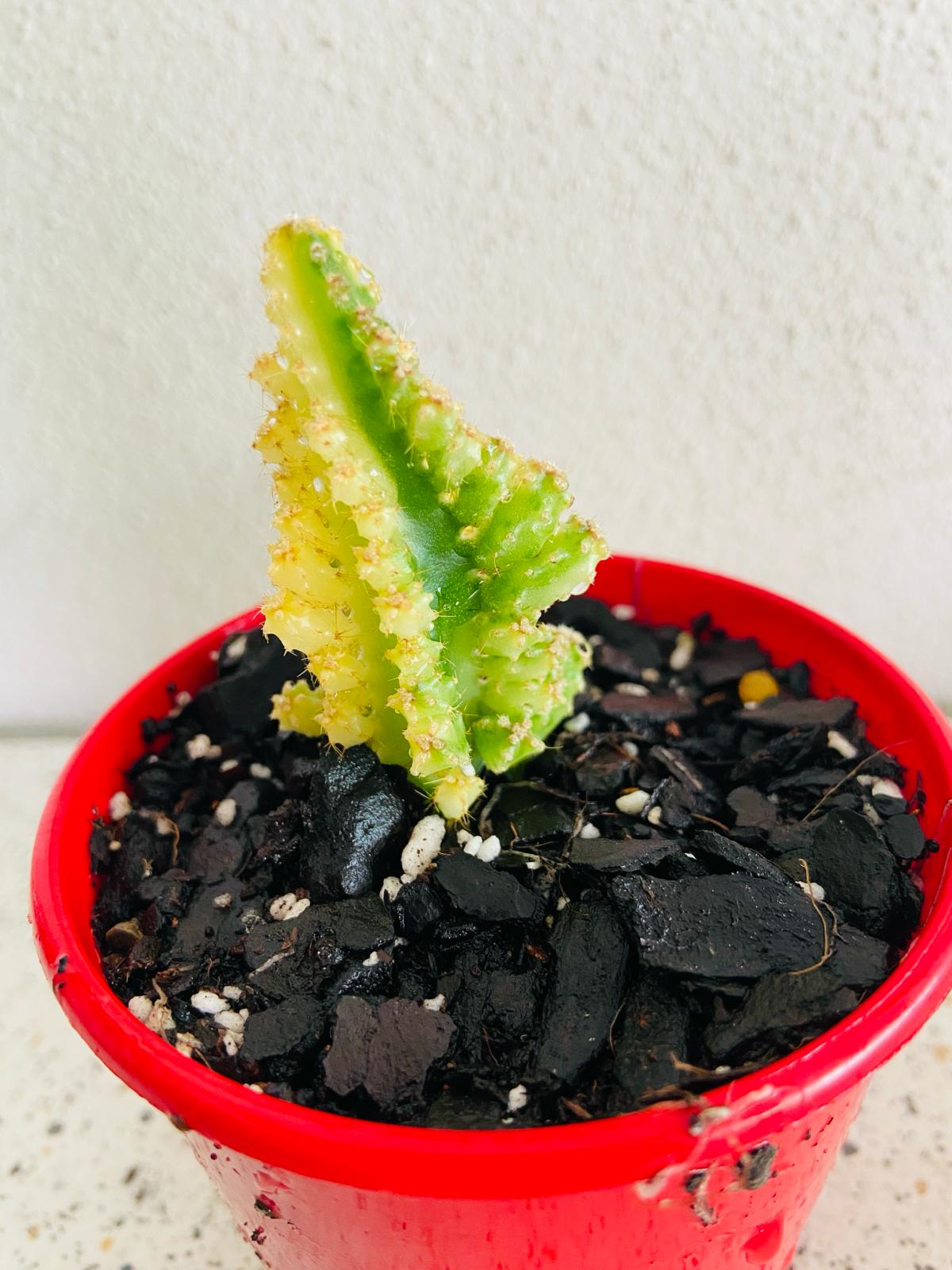 Cereus tetragonus 'Fairy Castle' Variegated