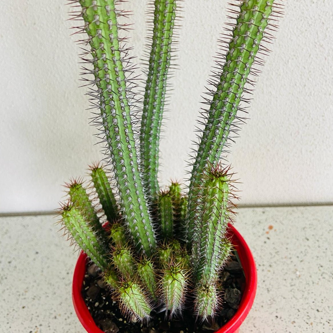 Euphorbia Baioensis