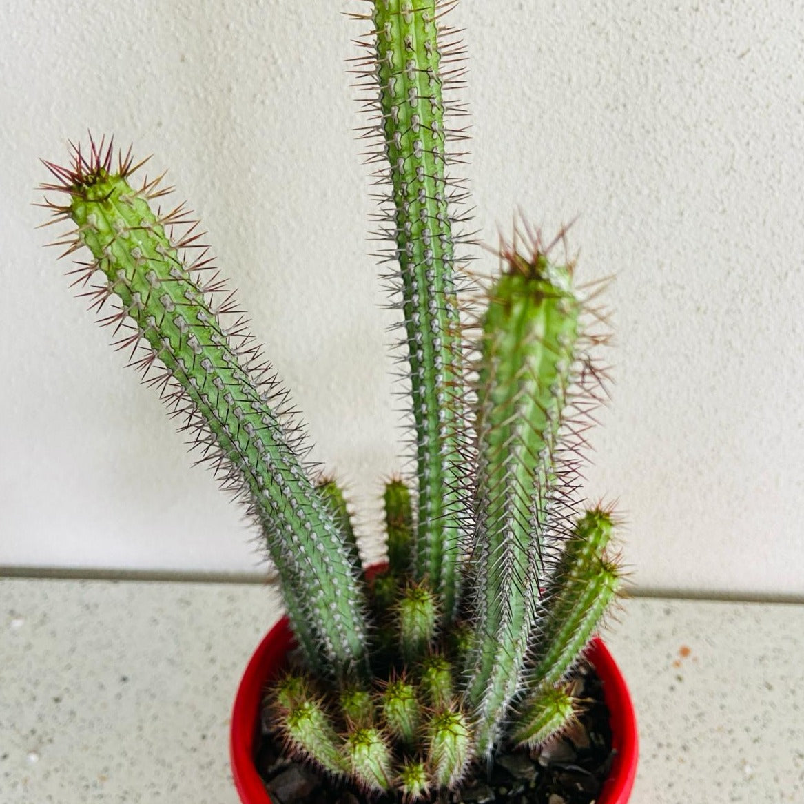 Euphorbia Baioensis