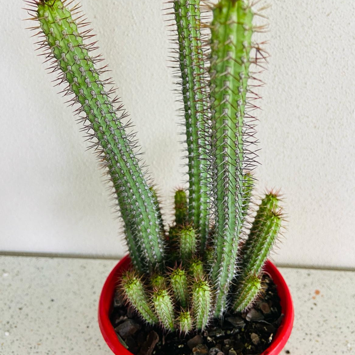 Euphorbia Baioensis