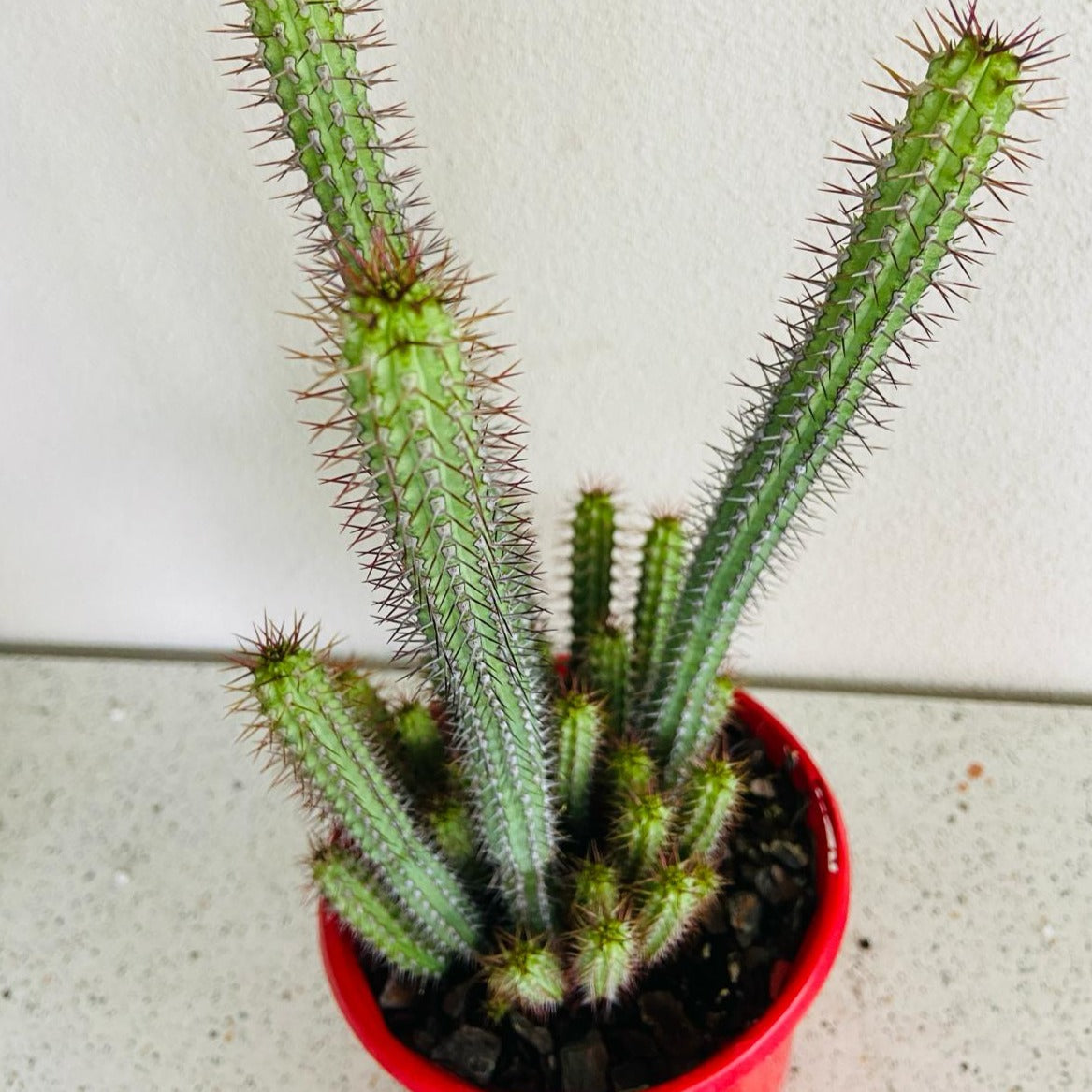 Euphorbia Baioensis