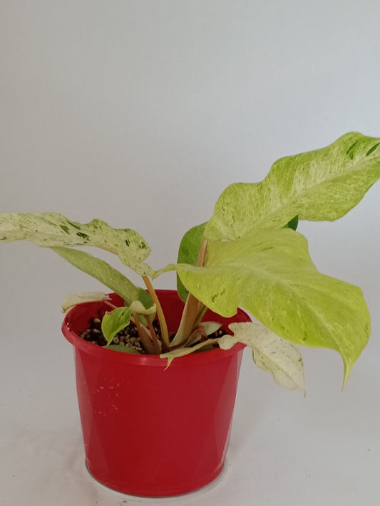 Philodendron Jungle Fever Variegated