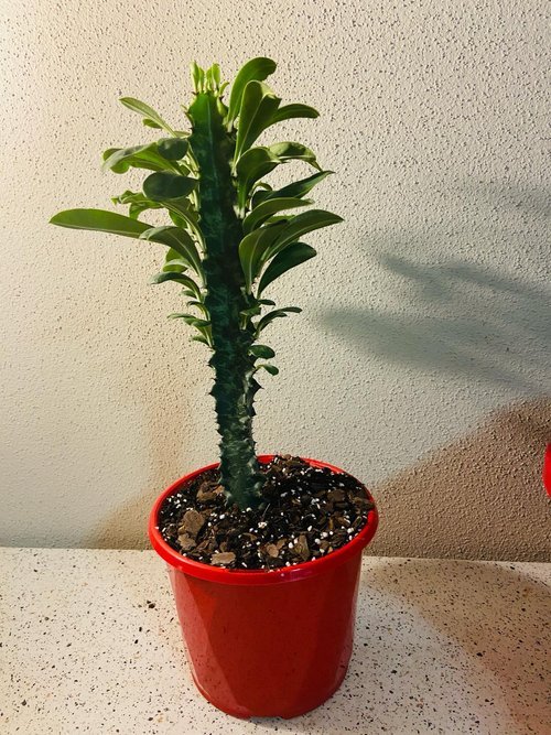 Euphorbia Ingens #67