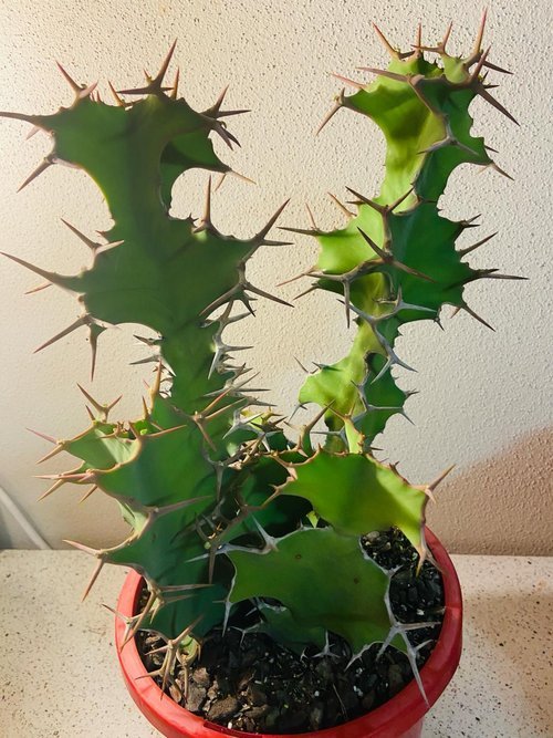 Euphorbia Grandicornus