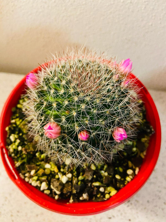 Cacti - Pincushion Cactus Mammillaria Zelimanniana #79