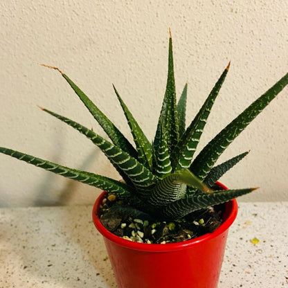 Haworthia Limifolia Hybrid