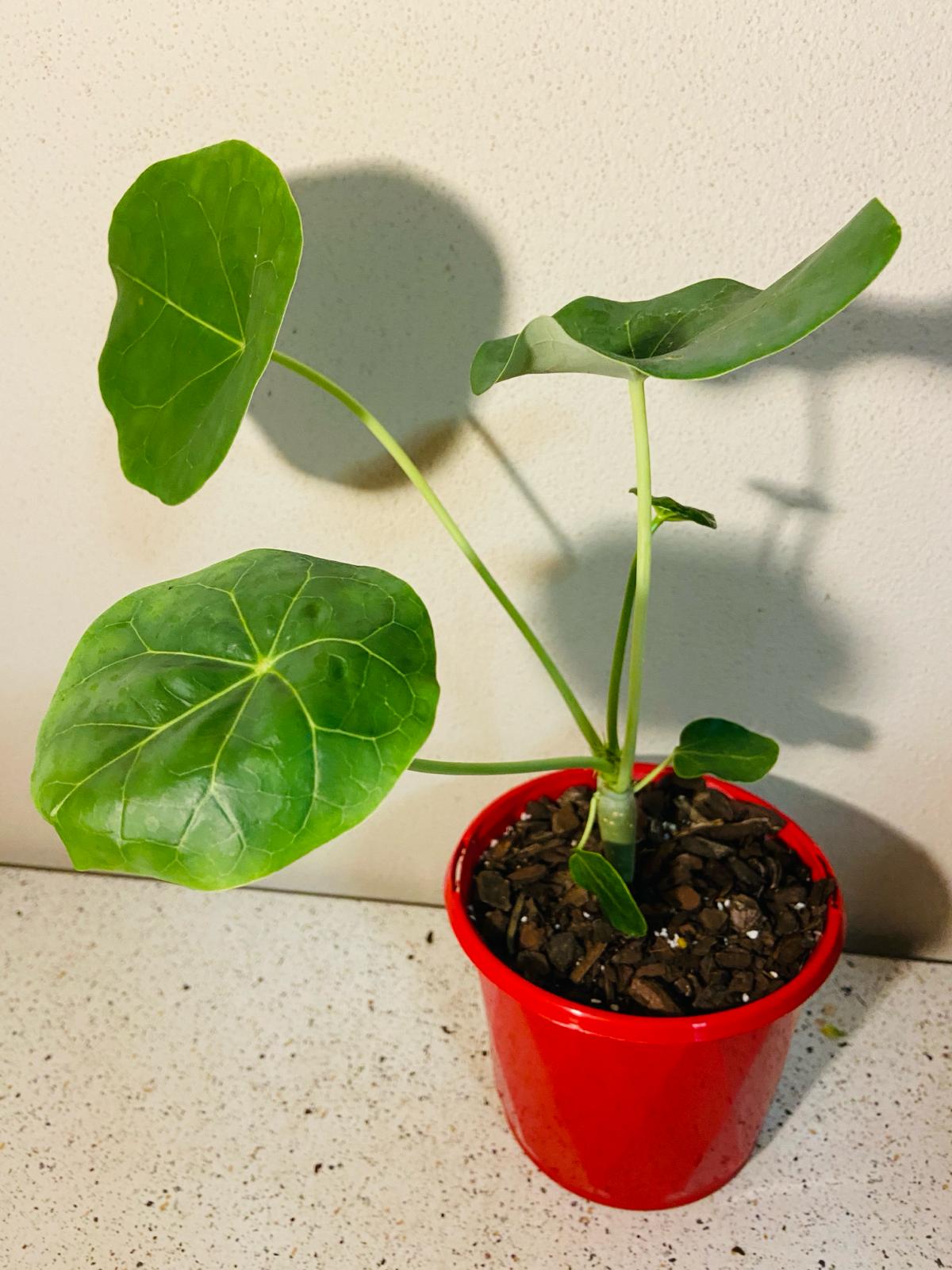 Jatropha Podagrica