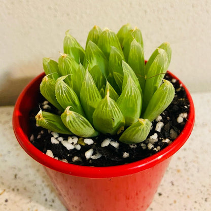 Haworthia Cymbiformis Hybrid