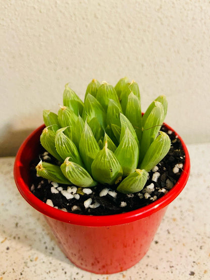 Haworthia Cymbiformis Hybrid