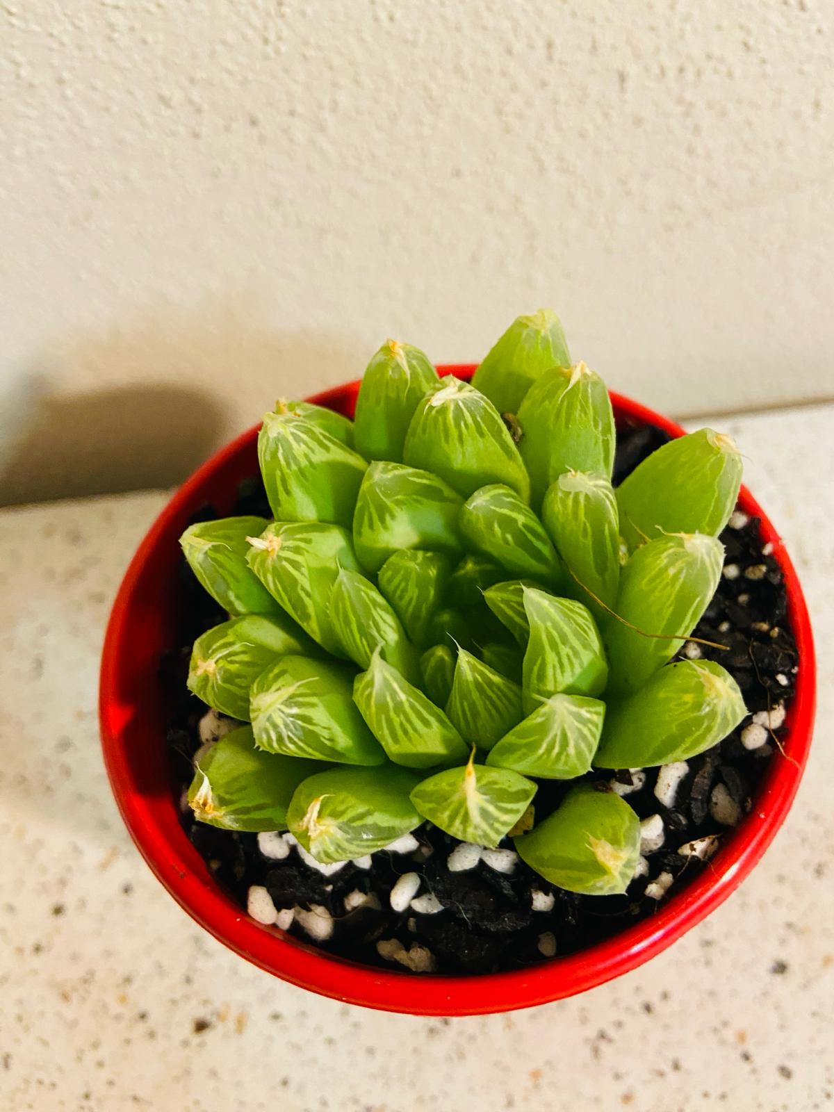 Haworthia Cymbiformis Hybrid