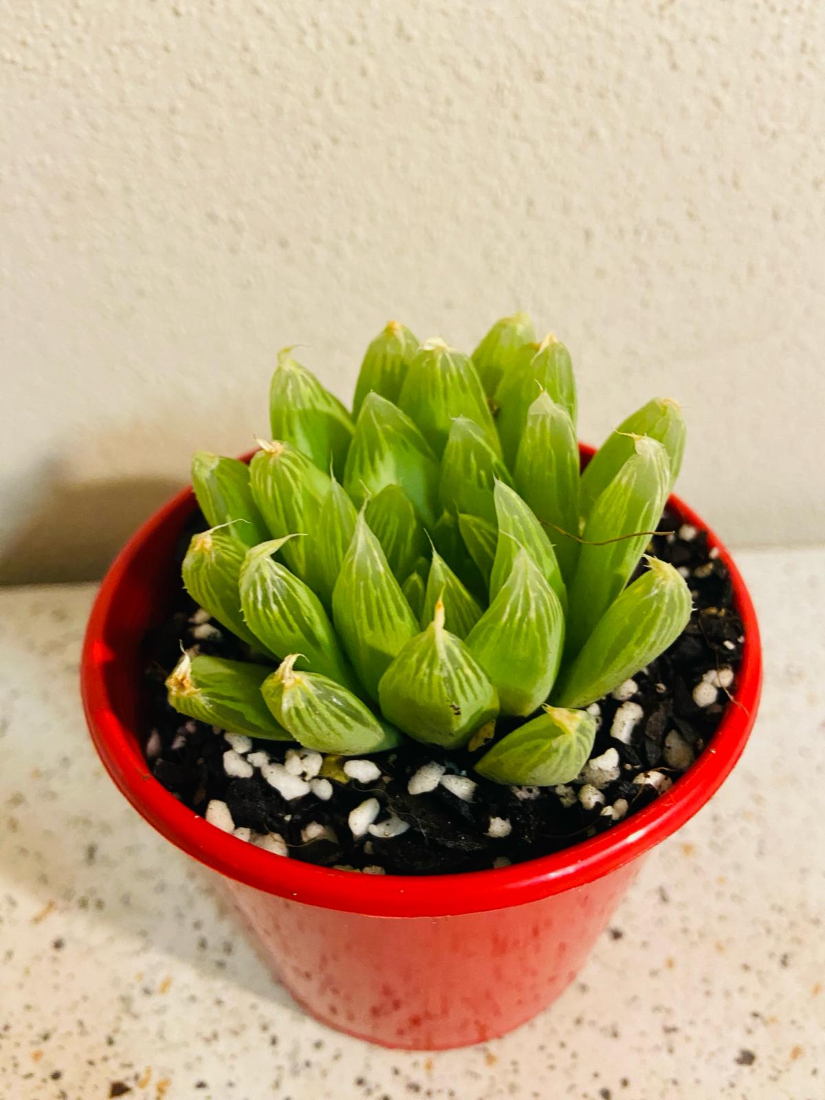 Haworthia Cymbiformis Hybrid