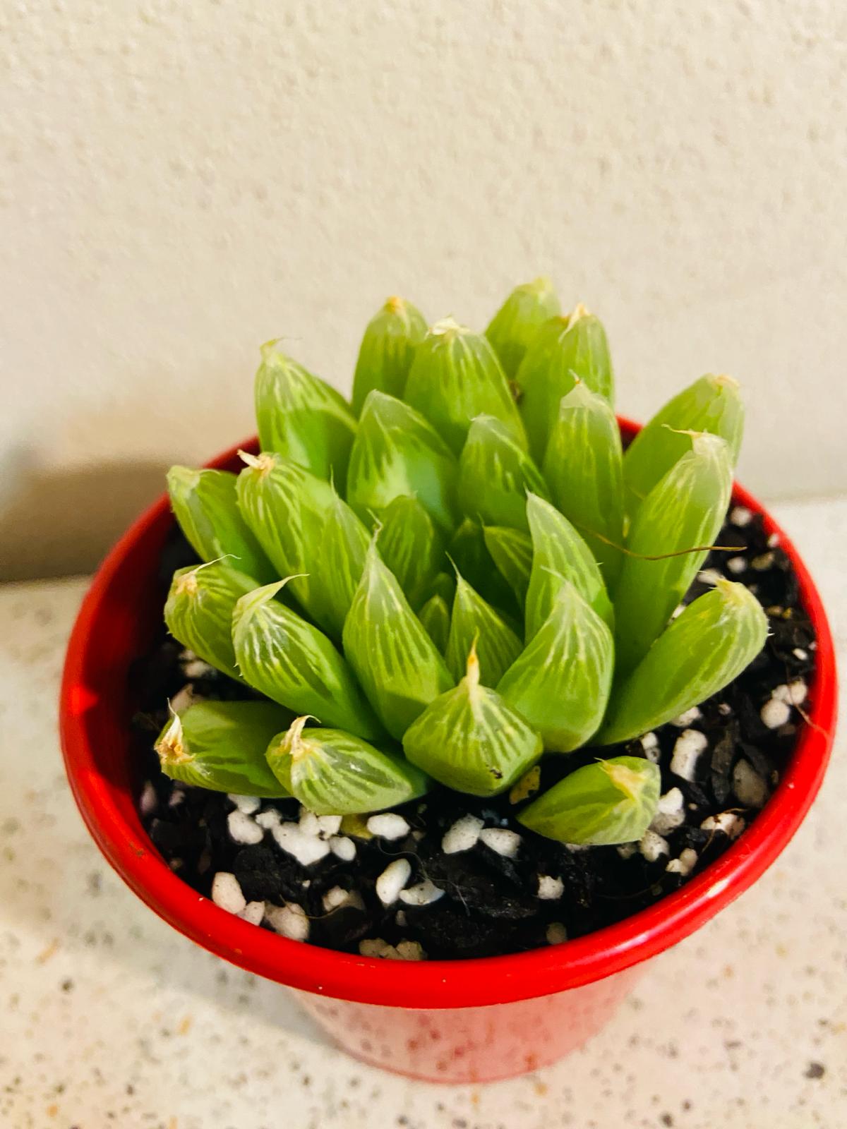 Haworthia Cymbiformis Hybrid