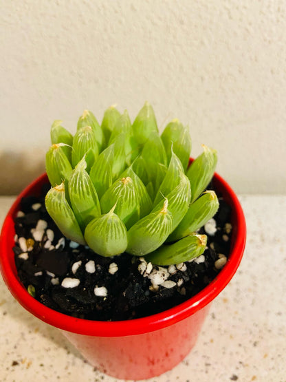 Haworthia Cymbiformis Hybrid