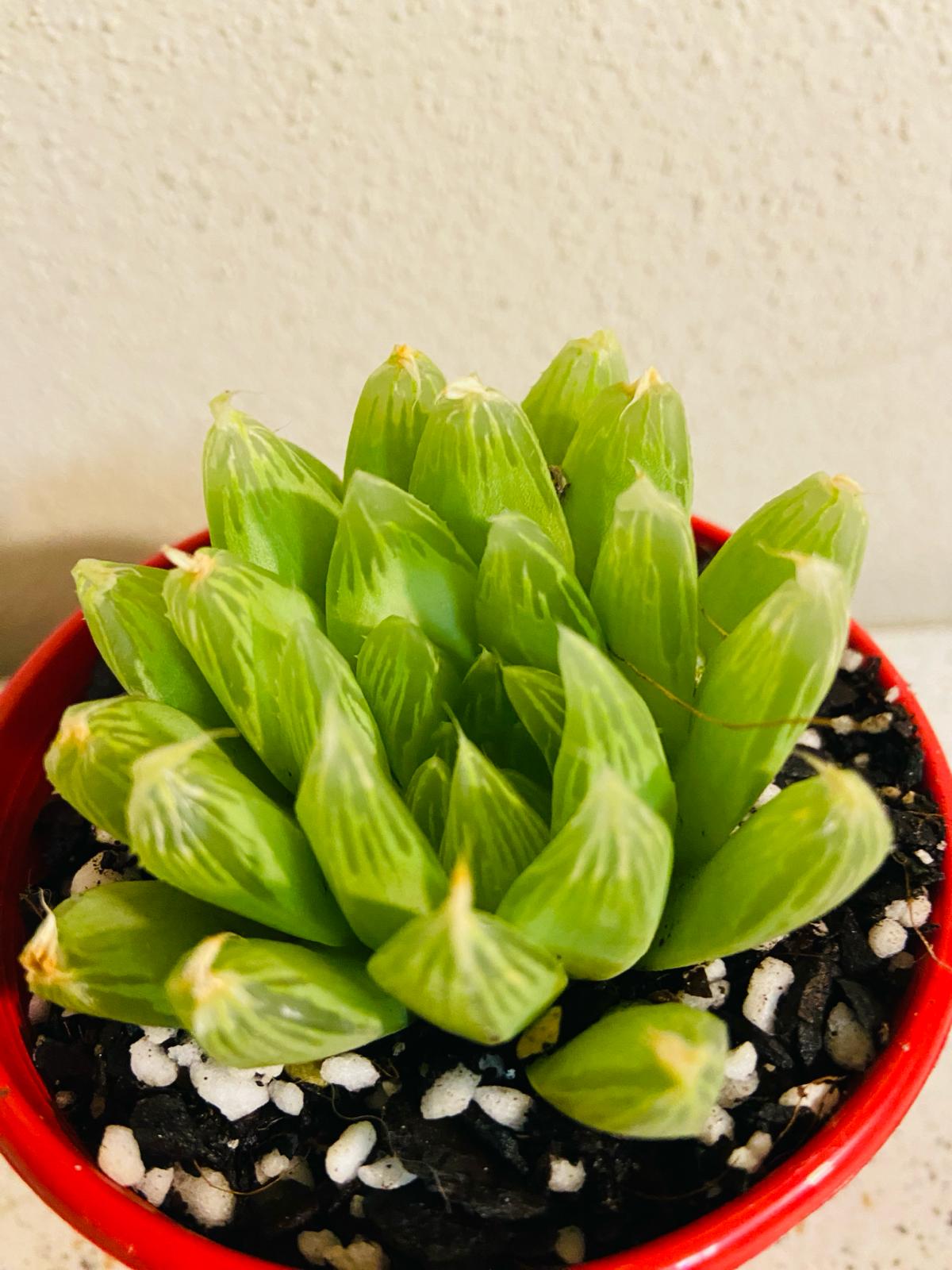 Haworthia Cymbiformis Hybrid