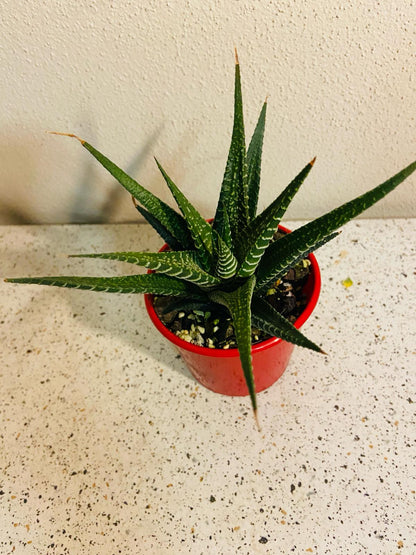 Haworthia Limifolia Hybrid