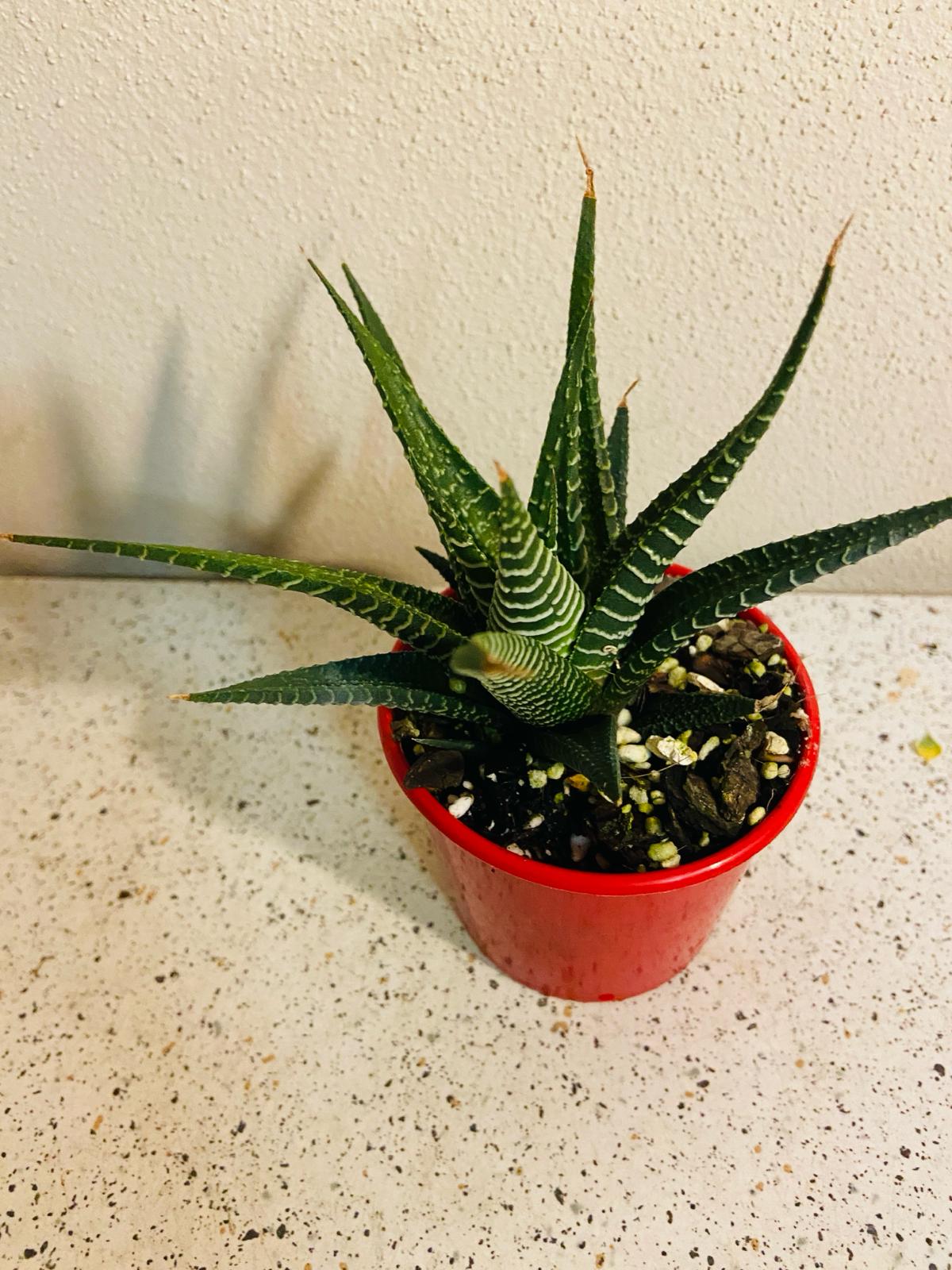 Haworthia Limifolia Hybrid