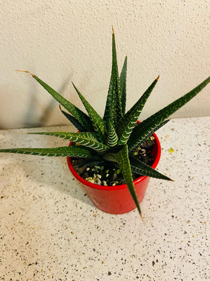 Haworthia Limifolia Hybrid