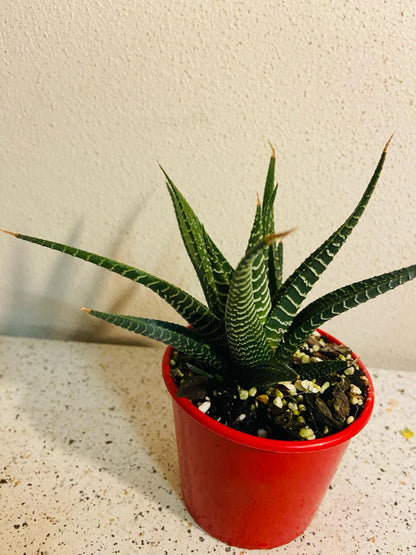 Haworthia Limifolia Hybrid