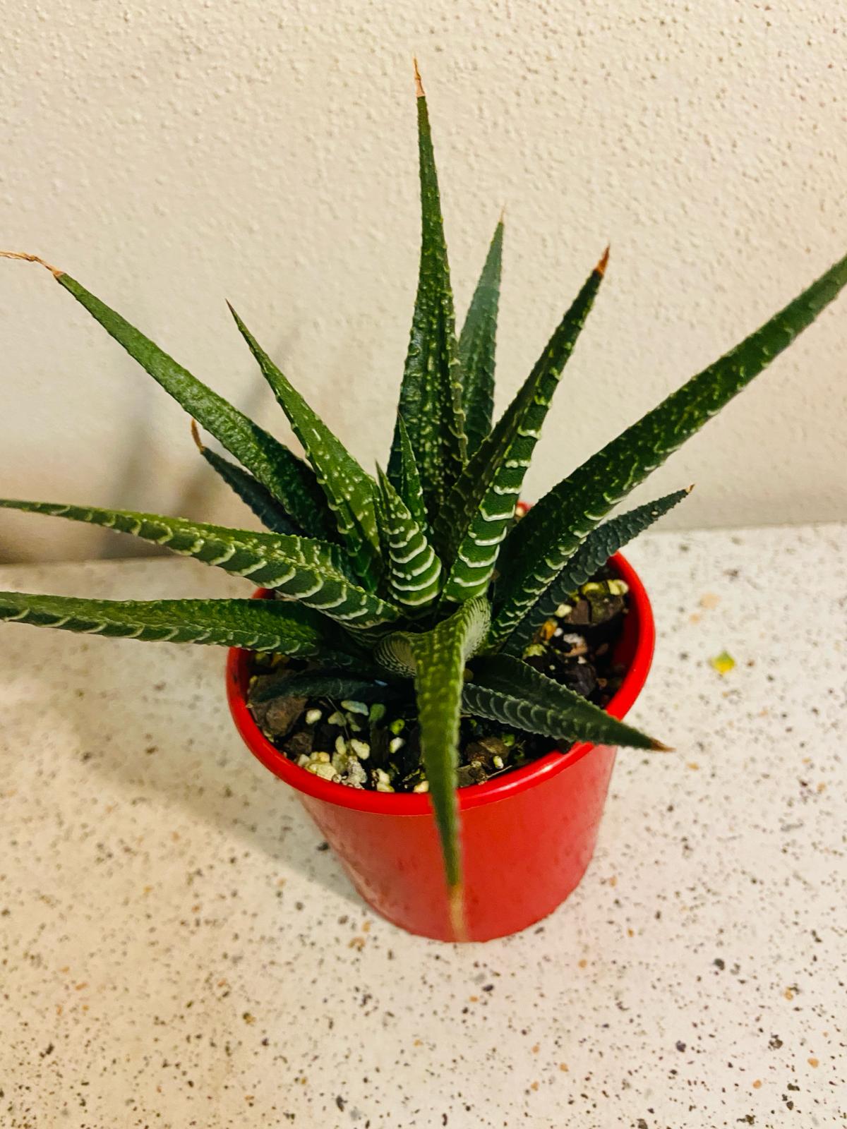 Haworthia Limifolia Hybrid