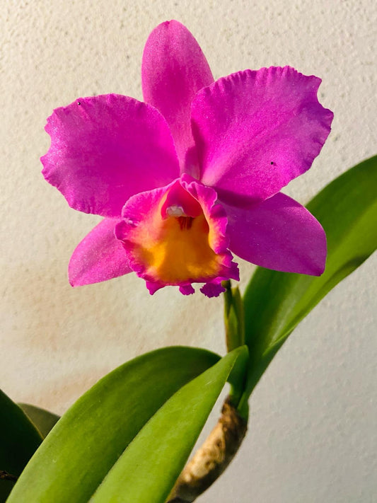 Lc Maris Song X Dal's X Ambitron X Dal's Good One  80mm