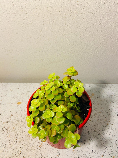 Sedum Makinoi Ogan