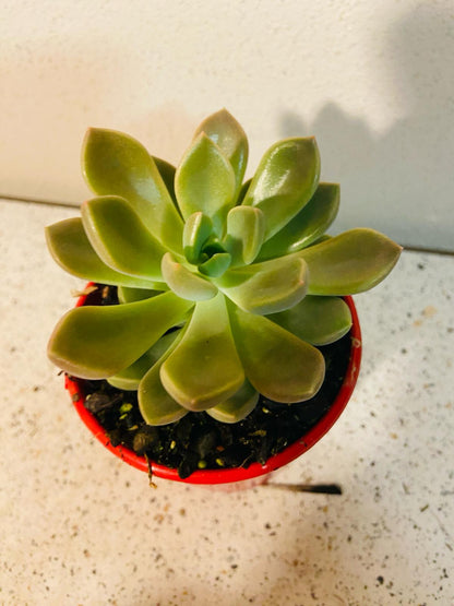 Graptoveria Pallas