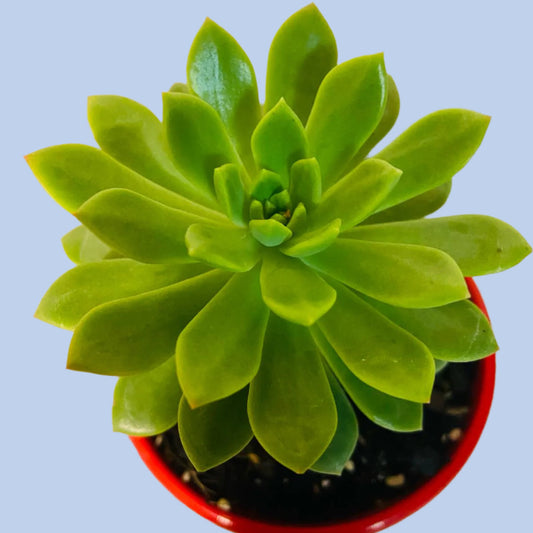 Sedeveria Maialen