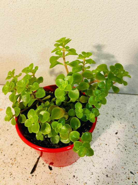 Sedum Green Mound