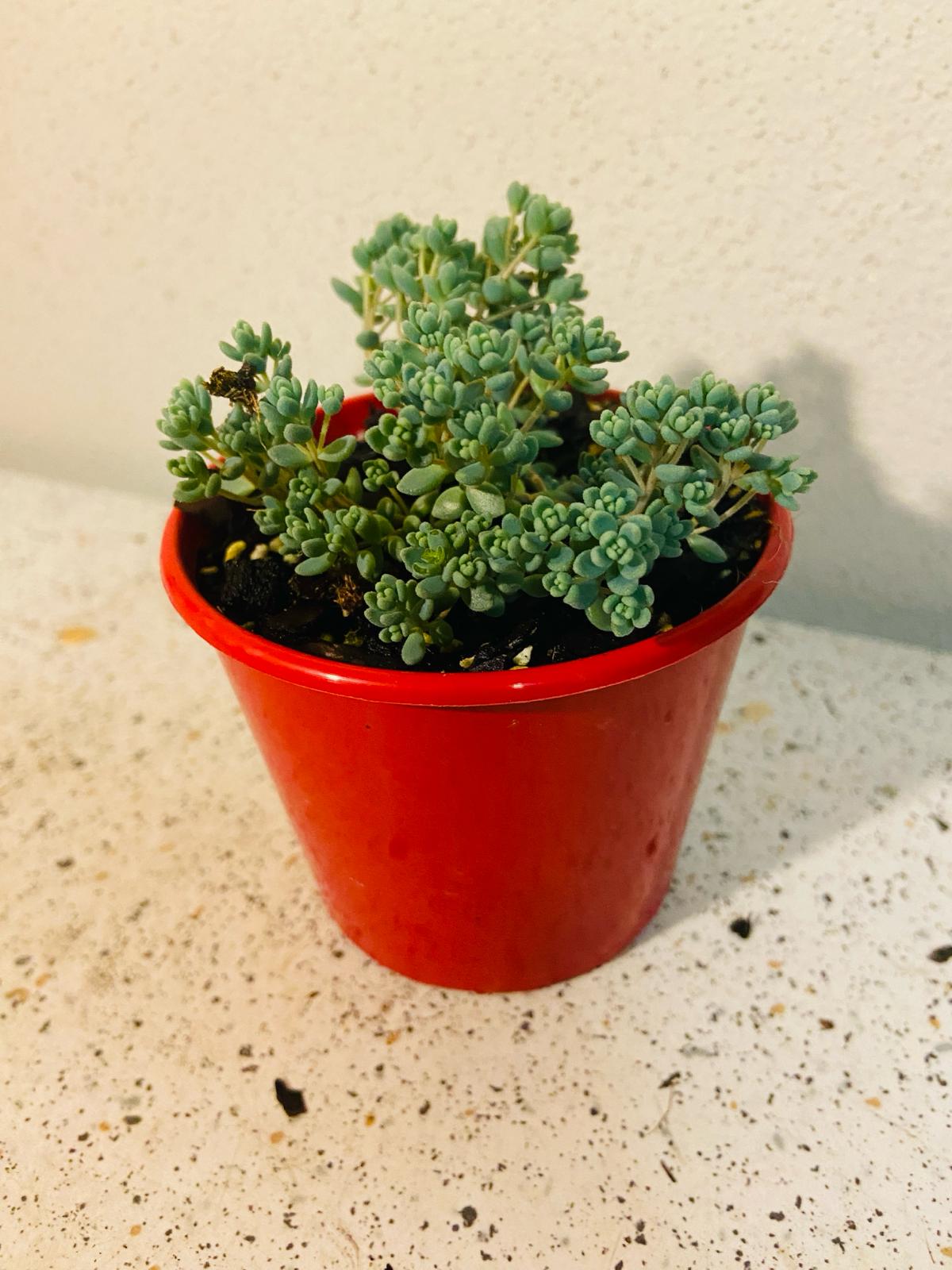 Sedum Brevifolium