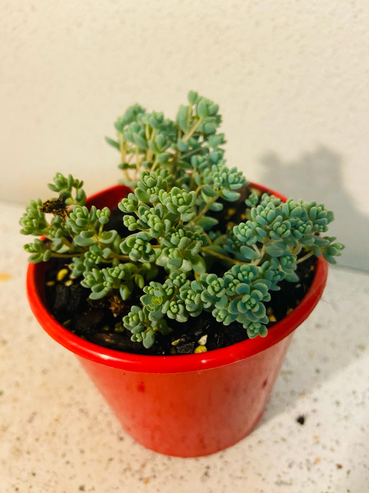 Sedum Brevifolium