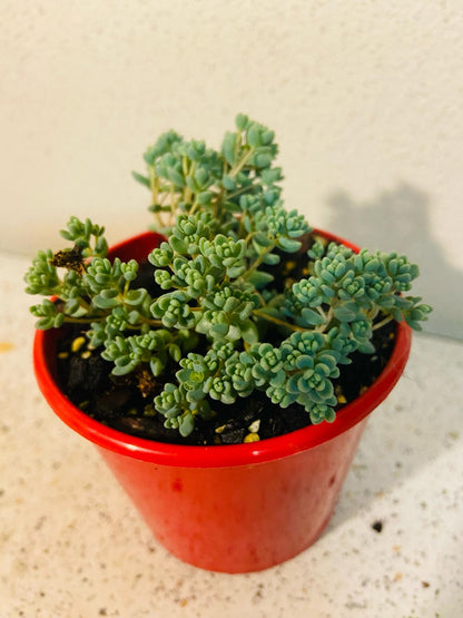 Sedum Brevifolium