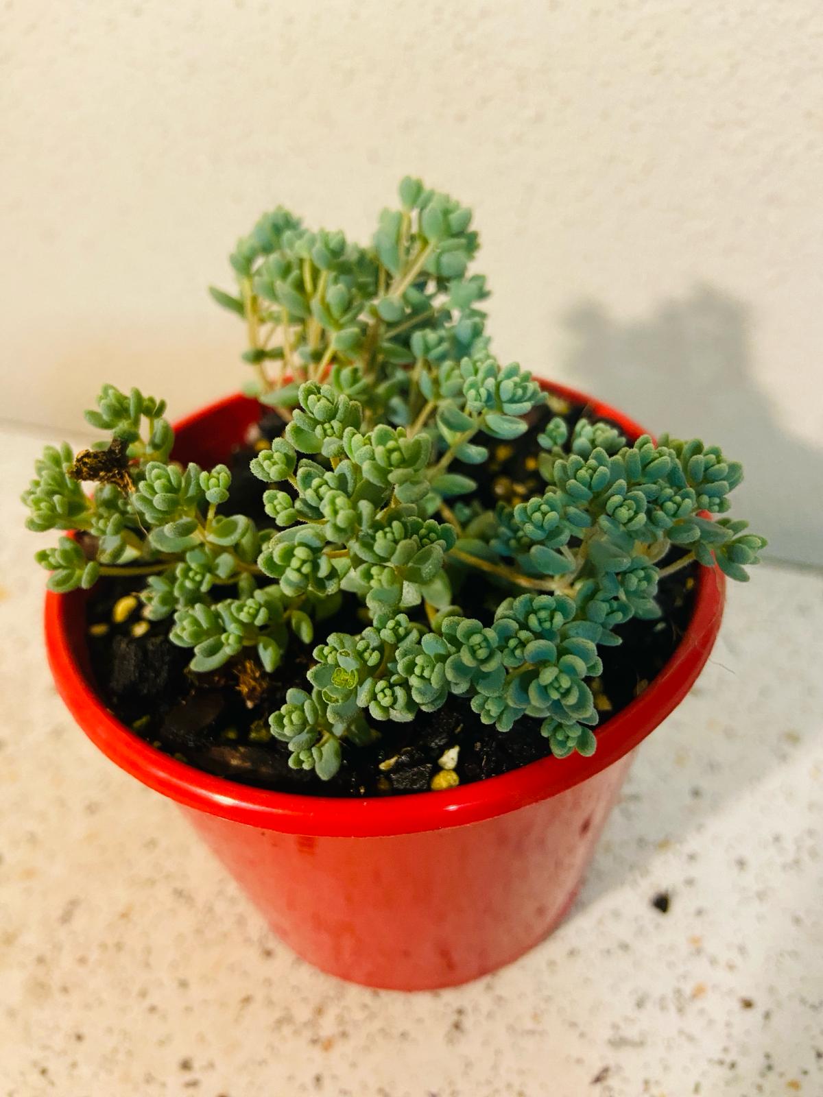 Sedum Brevifolium