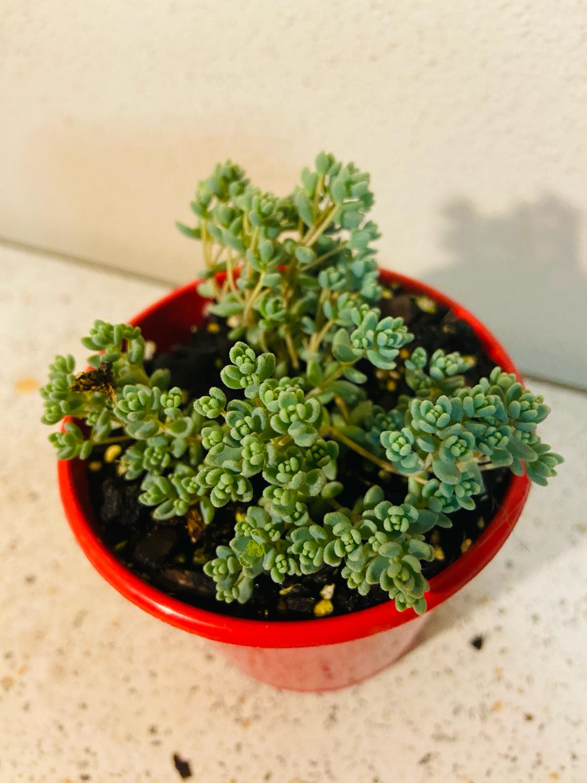 Sedum Brevifolium