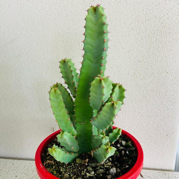 Euphorbia Resinifera #91