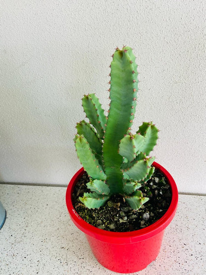 Euphorbia Resinifera #91