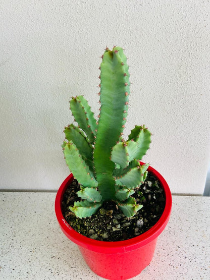 Euphorbia Resinifera #91