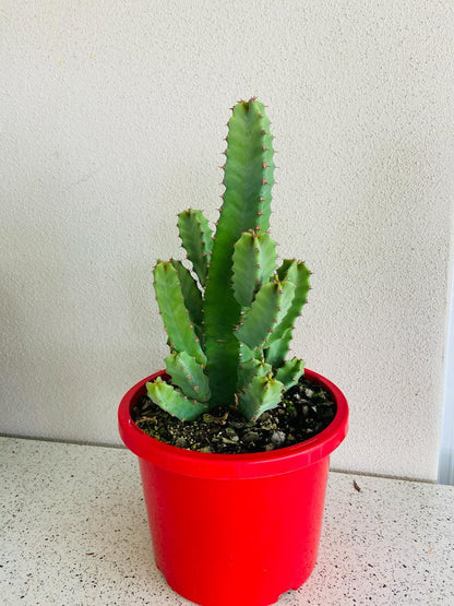 Euphorbia Resinifera #91