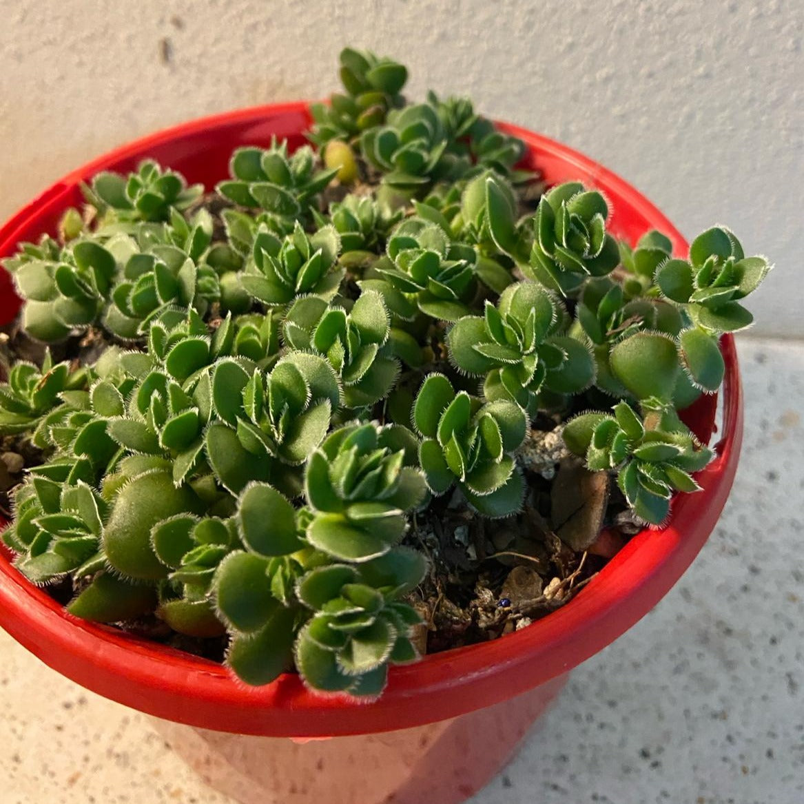 Crassula David – Succulents World