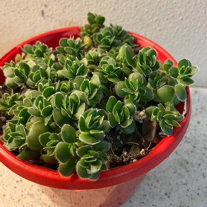 Crassula David