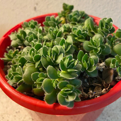 Crassula David