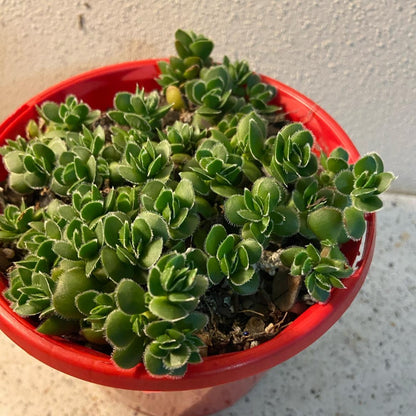 Crassula David