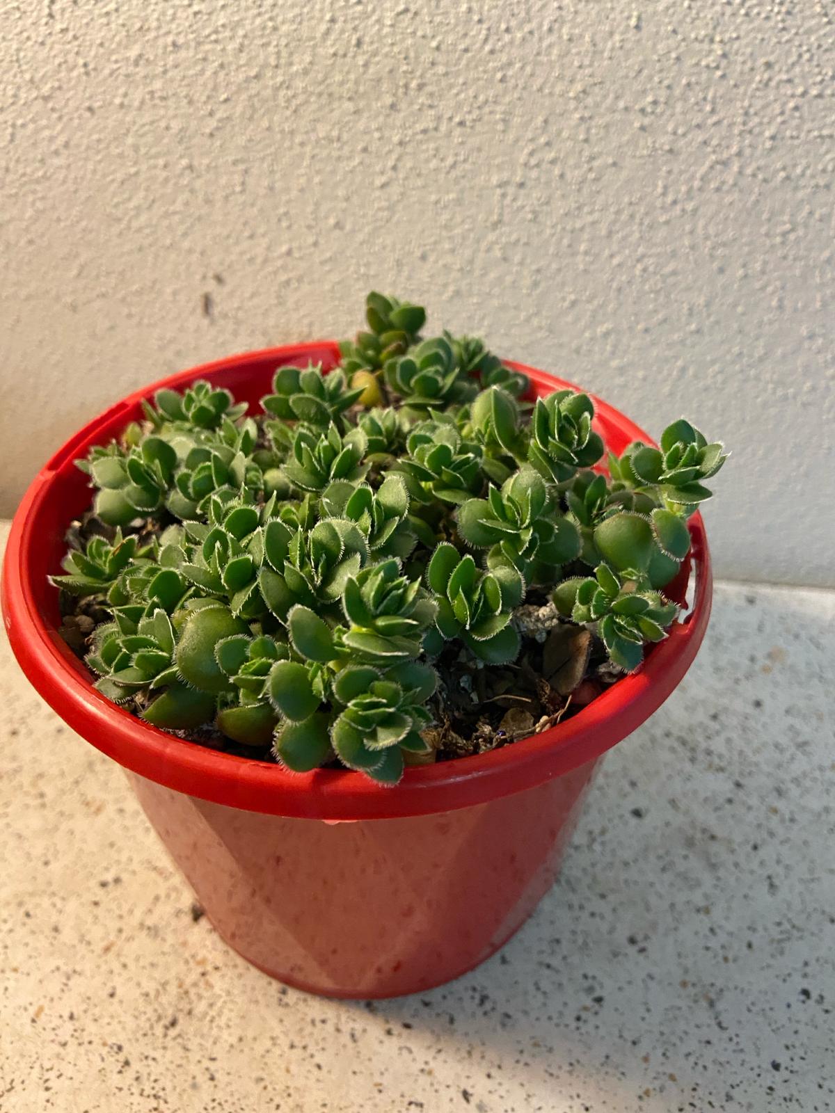 Crassula David