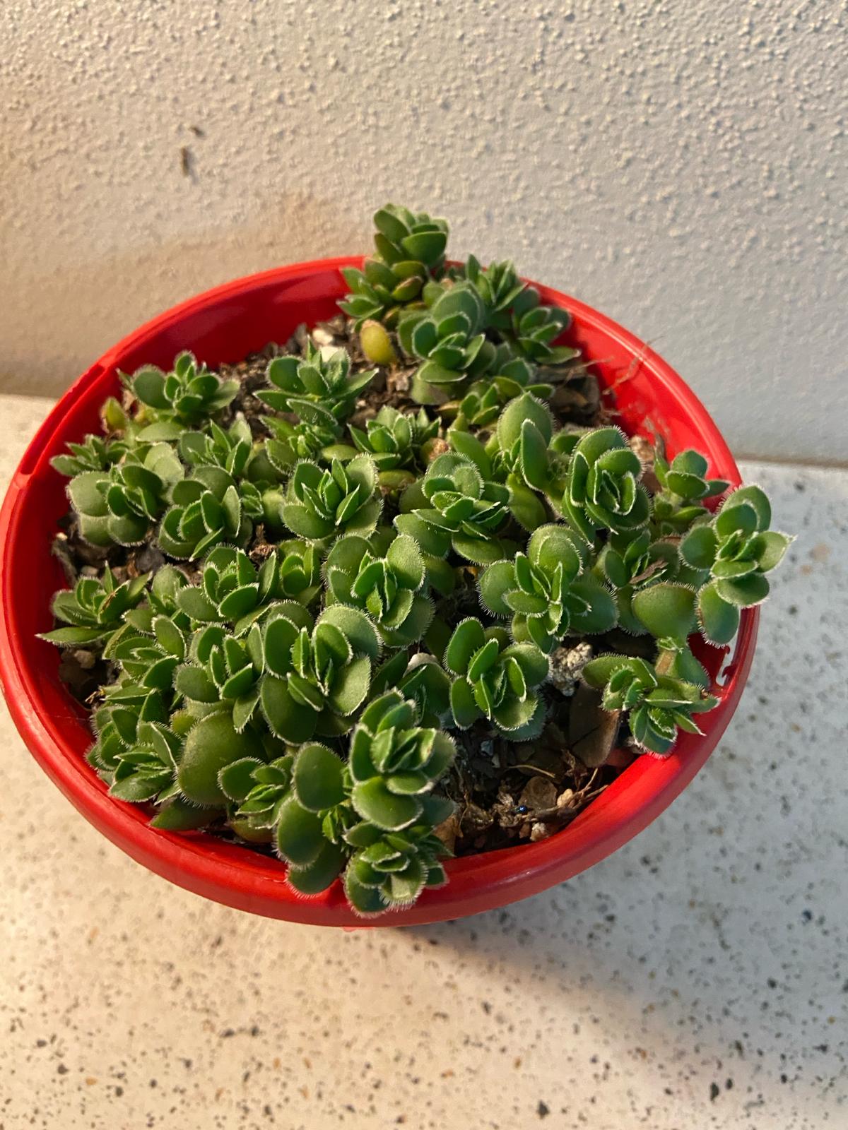 Crassula David