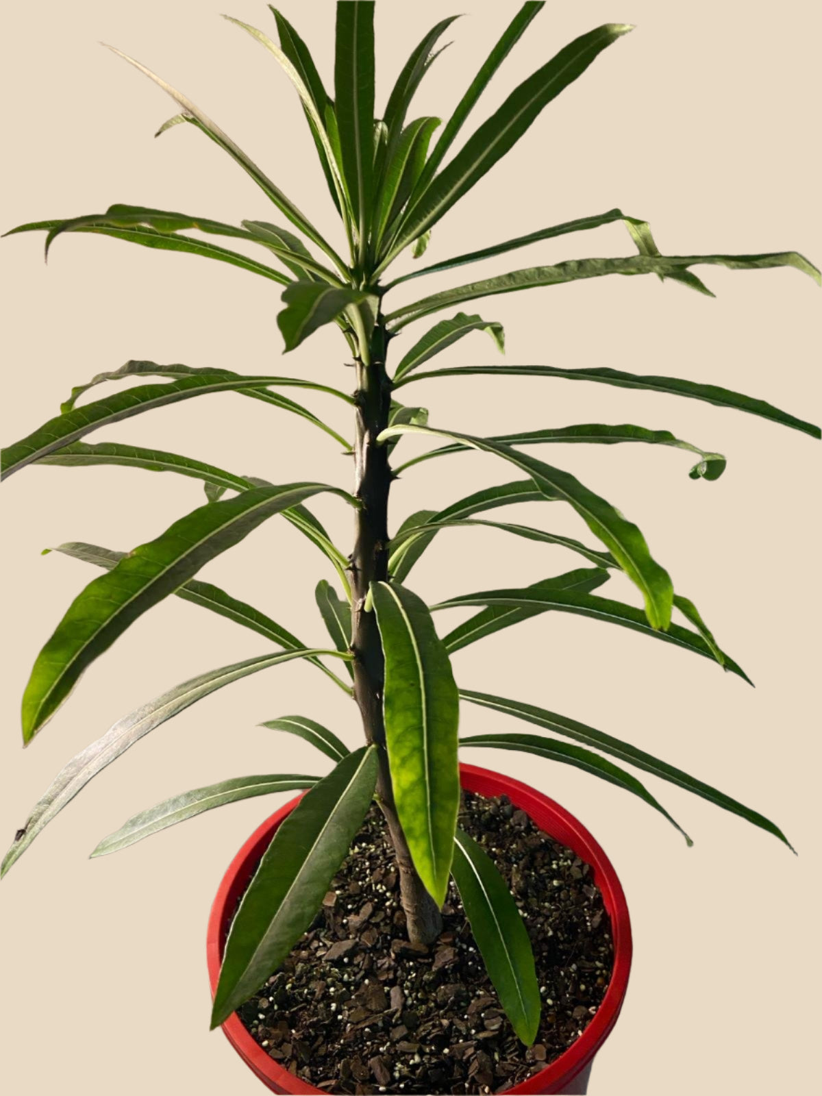 Pachypodium Rutenbergianum  210mm