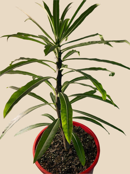 Pachypodium Rutenbergianum  210mm