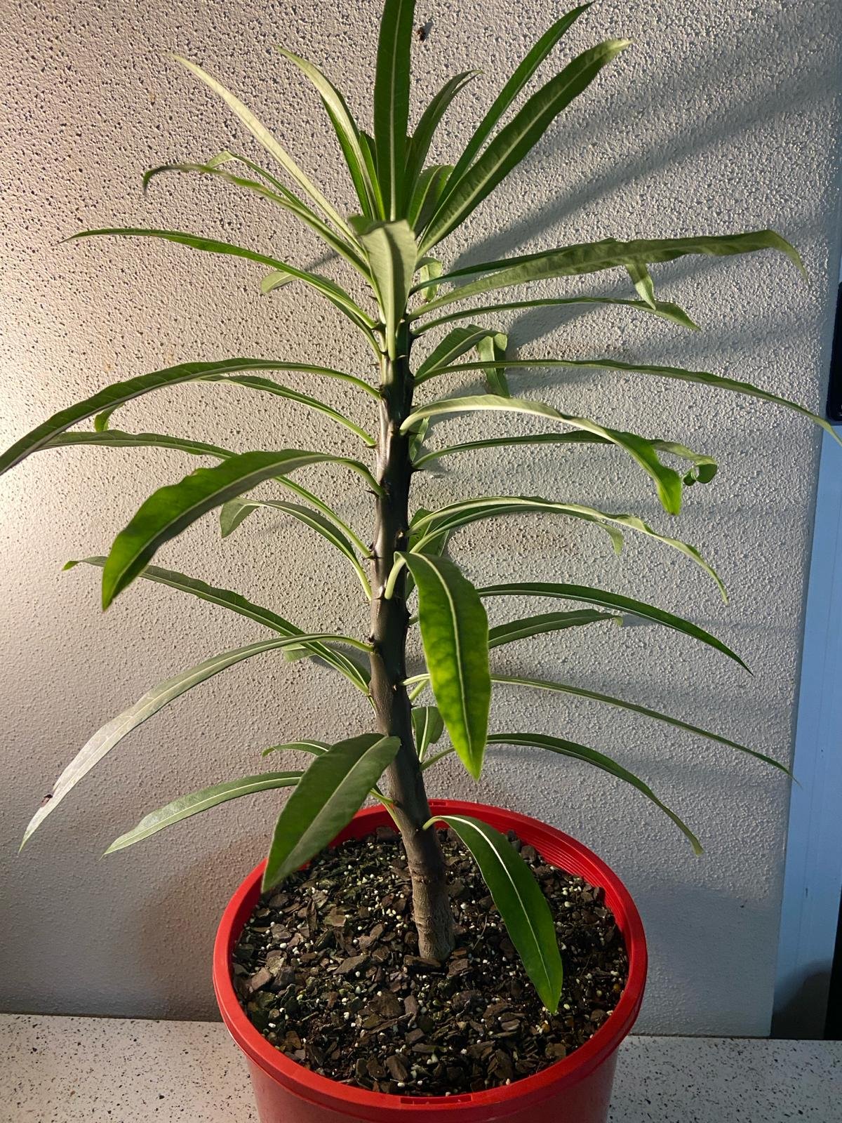 Pachypodium Rutenbergianum  210mm
