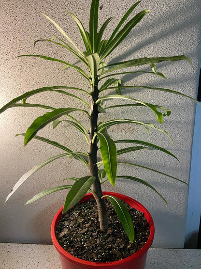 Pachypodium Rutenbergianum  210mm