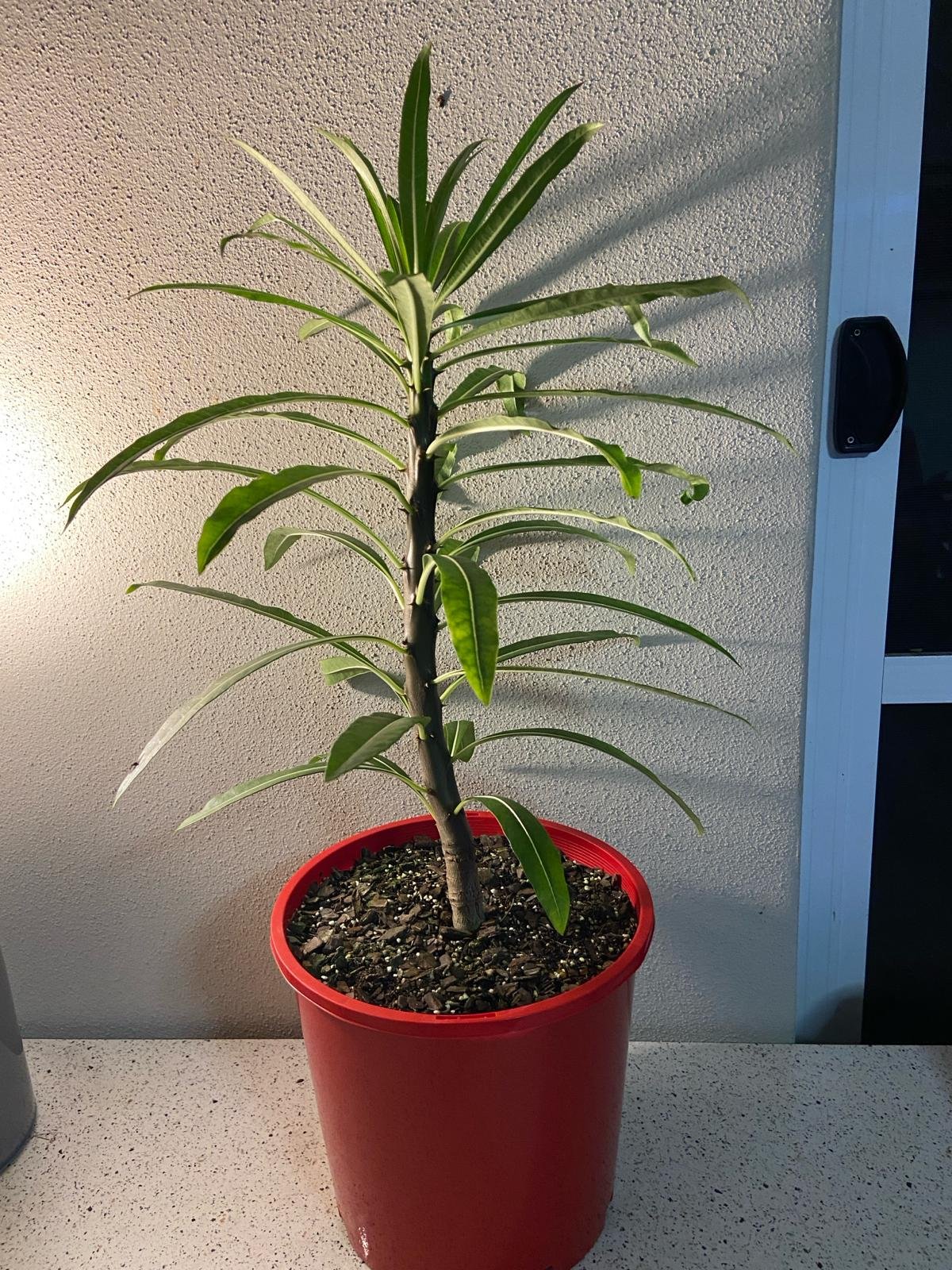 Pachypodium Rutenbergianum  210mm