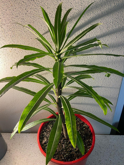 Pachypodium Rutenbergianum  210mm