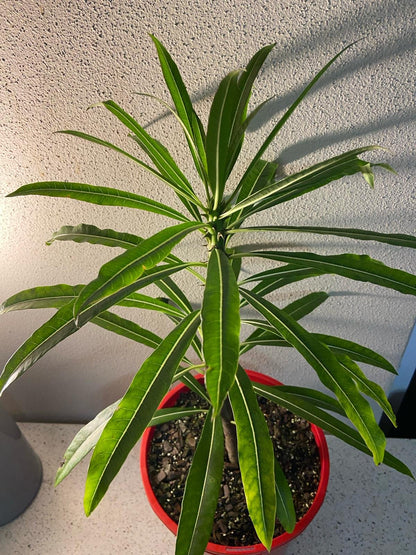 Pachypodium Rutenbergianum  210mm